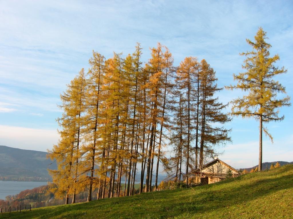 Attersee-Chalet Angermann Familie Spalt Steinbach am Attersee Eksteriør bilde